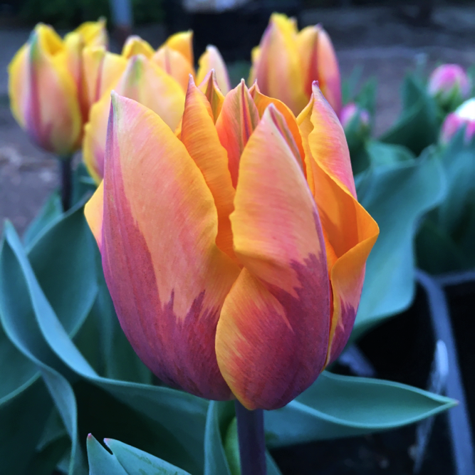 Tulip Ravana